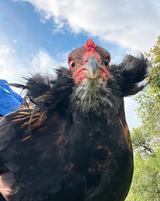 Gallo Araucana con auricolari
