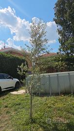 Albero di Ulivo