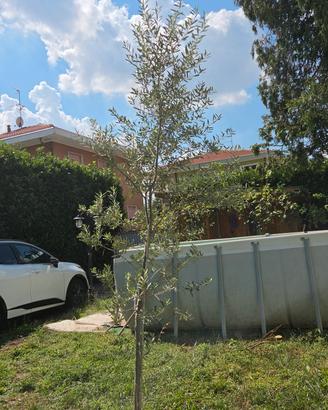 Albero di Ulivo
