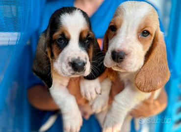 Il tuo bassethound ORA paghi con comodo