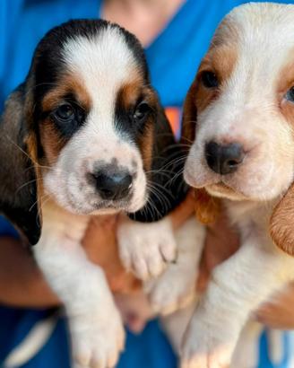 Il tuo bassethound ORA paghi con comodo