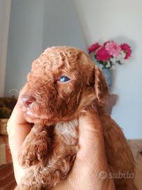Barboncino toy