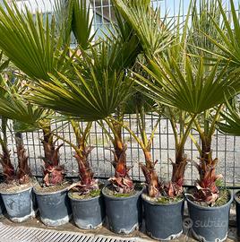 Palma Washingtonia robusta