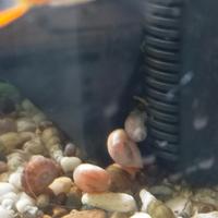 Lumaca planorbella lumaca physa ?