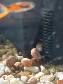 Lumaca planorbella lumaca physa ?