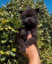 Spitz maschio
