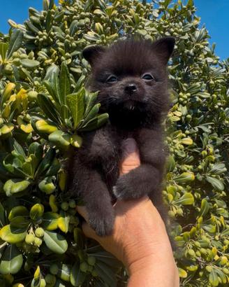 Spitz maschio