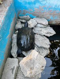 Tartarughe d' acqua