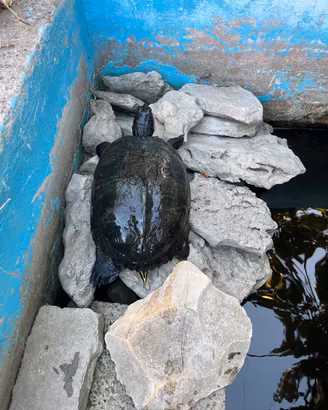 Tartarughe d' acqua