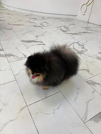 ACCOPPIAMENTO/MONTA Spitz Pomerania Black&Tan ENCI