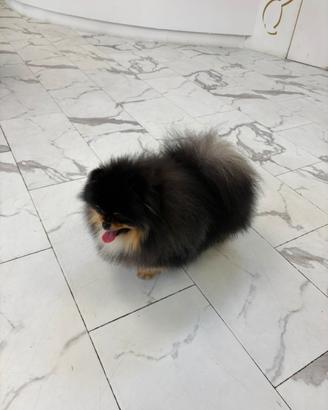 ACCOPPIAMENTO/MONTA Spitz Pomerania Black&Tan ENCI