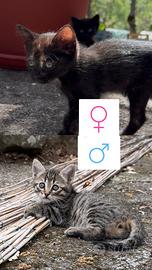 2 gattini