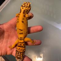 Geco leopardino femmina