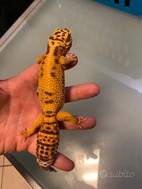 Geco leopardino femmina