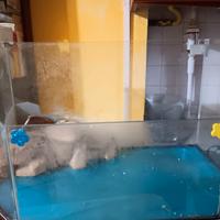 acquario per tartarughe 