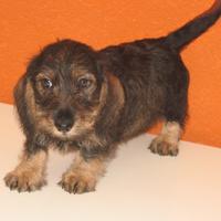 Cuccioli di Bassotto tedesco