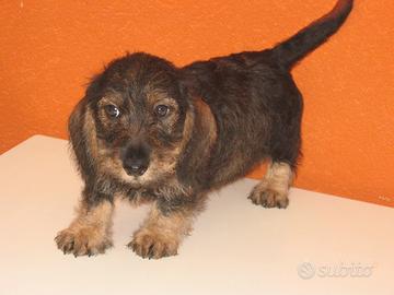 Cuccioli di Bassotto tedesco