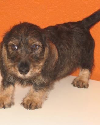 Cuccioli di Bassotto tedesco