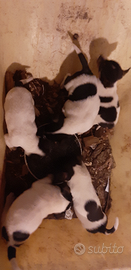 Cuccioli di Jack russell