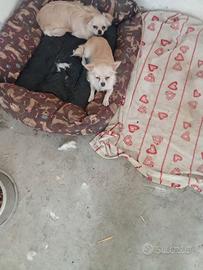 Coppia di chihuahua