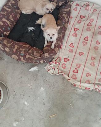 Coppia di chihuahua