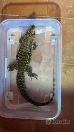 Tegu argentino