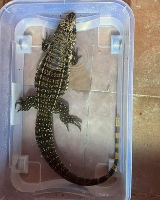 Tegu argentino