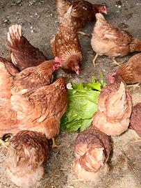 Galline ovaiole rosse