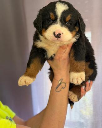 Bovaro del bernese