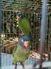 Conuro testa azzurra