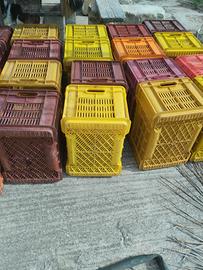 cassette di olive frutta 