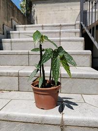 BEGONIA MACULATA