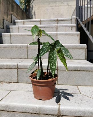 BEGONIA MACULATA