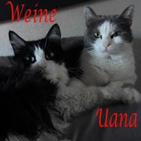 WEINE e UANA, dolci gatti in adozione