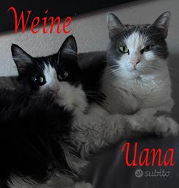 WEINE e UANA, dolci gatti in adozione