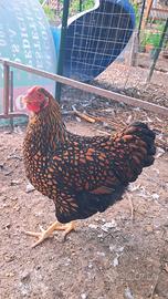 Wyandotte Oro Orlo Nero