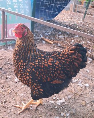 Wyandotte Oro Orlo Nero