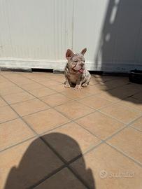 Bulldog francese