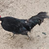 Maschio di pantamina