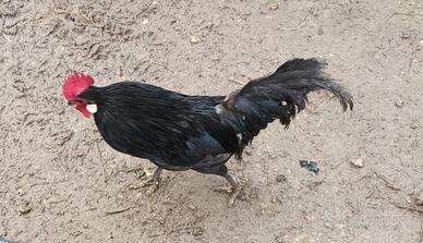 Maschio di pantamina