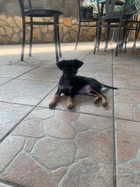 Chihuahua toy