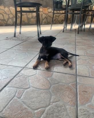 Chihuahua toy