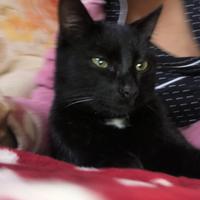 Gatto nero piccolo + gatta sterilizzata 1 anno