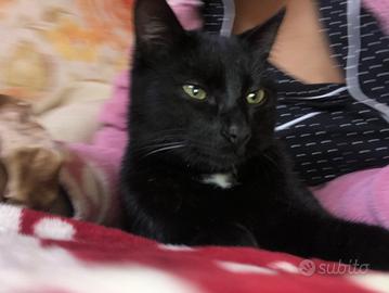 Gatto nero piccolo + gatta sterilizzata 1 anno