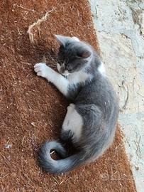Gattino maschio da adottare