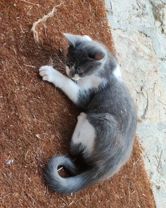 Gattino maschio da adottare