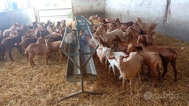 Caprette malaguena pure