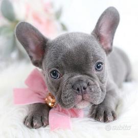 BULLDOG FRANCESE CUCCIOLI - BOULEDOGUE blu puppy