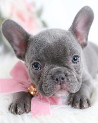 BULLDOG FRANCESE CUCCIOLI - BOULEDOGUE blu puppy