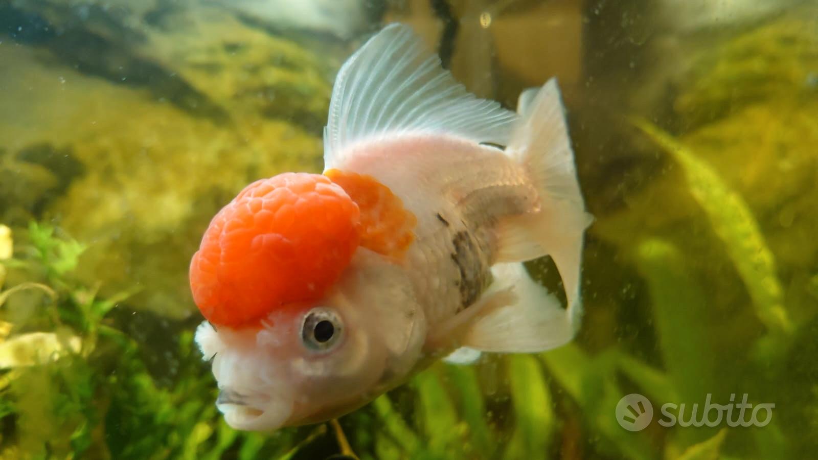 Piccolo acquario con pesci rossi 